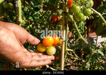 Adult male checking the tomatoes on plants supported with bamboo canes bhz Stock Photo