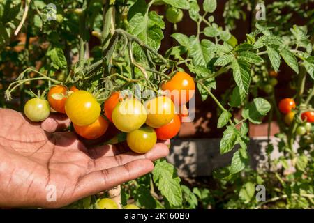 Adult male checking the ripening Gardeners delight tomatoes in plants Stock Photo