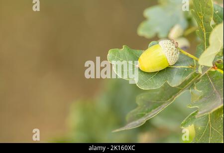 close up of single green acorn and oak leaves isolated from background selected focus Stock Photo