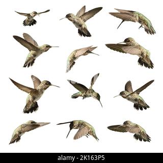Set of Twelve Hummingbird in Flight Isolated on White. Stock Photo