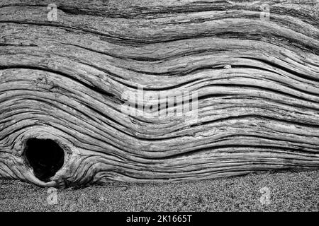 A monochrome image of a dead tree lying on Motueka Sandspit, Tasman region, south island, Aotearoa / New Zealand. Stock Photo
