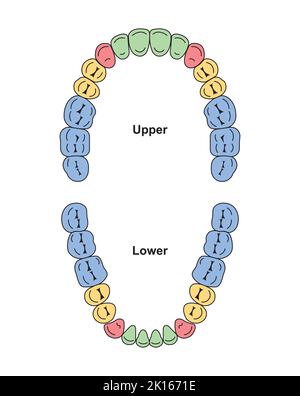 Scientific Designing of Human Permanent Teeth. Dental Jaw And Tooth Anatomy Chart. Colorful Symbols. Vector Illustration. Stock Vector