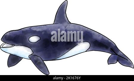 Hand drawn watercolor style killer whale orca vector illustration. Stock Vector