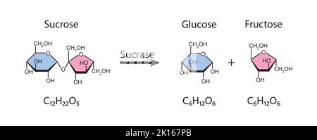 Sucrase enzyme Effect On Sucrose Sugar Molecule. Sucrose Hydrolysis. Vector Illustration. Stock Vector