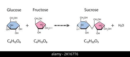 Sucrose Formation. Glycosidic Bond Formation From Two molecules ...