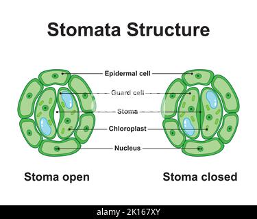 Diagram of plant photosynthesis. Photosynthesis explanation science ...