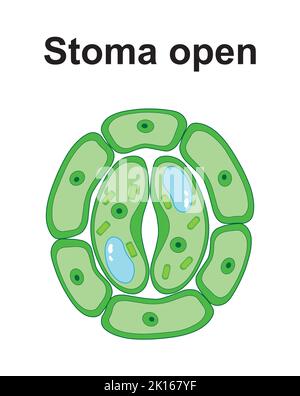 Scientific Designing of Stomata Structure. Colorful Symbols. Vector ...