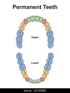 Scientific Designing of Human Permanent Teeth. Dental Jaw And Tooth ...