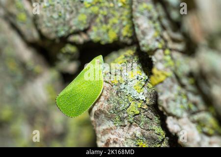 Green cone-headed planthopper (Acanalonia Conica) on tree trunk Stock Photo