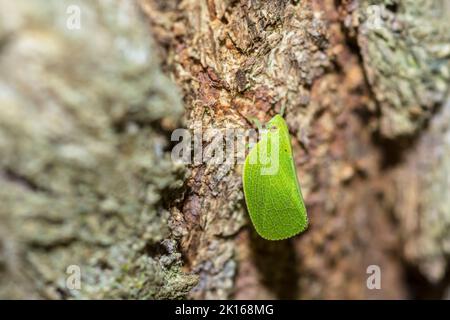 Green cone-headed planthopper (Acanalonia Conica) on tree trunk Stock Photo