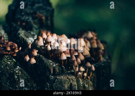 Mycena inclinata mushroom. Cluster of mycena mushrooms on the old stump. Selective focus. Stock Photo