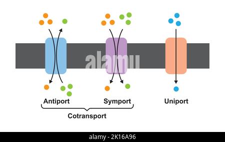 Scientific Designing Of Membrane Transport Systems. (Uniport, Symport And Antiport). Colorful Symbols. Vector Illustration. Stock Vector