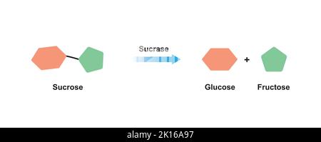 Sucrase enzyme Effect On Sucrose Sugar Molecule. Sucrose Hydrolysis. Vector Illustration. Stock Vector