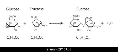 Sucrose Formation. Glycosidic Bond Formation From Two molecules ...