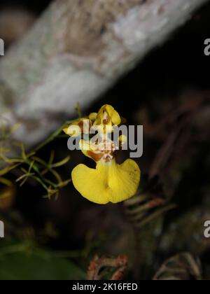 Neotropical orchid Oncidium bryolophotum Stock Photo
