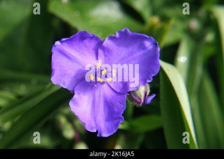 Bright purple Virginia spiderwort (Tradescantia virginiana) flower close up Stock Photo