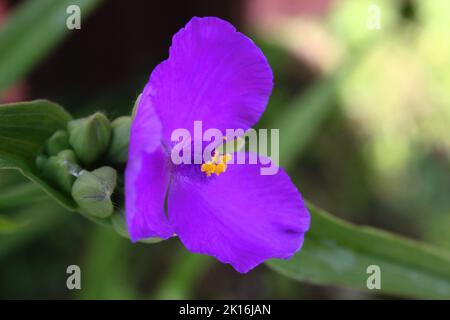 Bright purple Virginia spiderwort (Tradescantia virginiana) flower close up Stock Photo