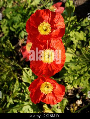 A row of three red poppies in close-up bathed in afternoon sunlight Stock Photo