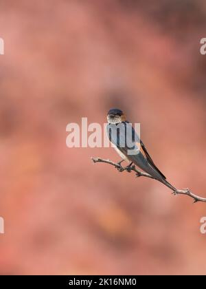 Red-rumped Swallow (Cecropis daurica) Stock Photo