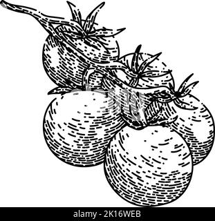cherry tomatoes sketch hand drawn vector Stock Vector
