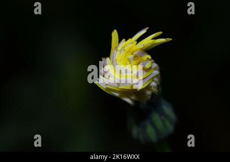 prickly sow-thistle bud Stock Photo