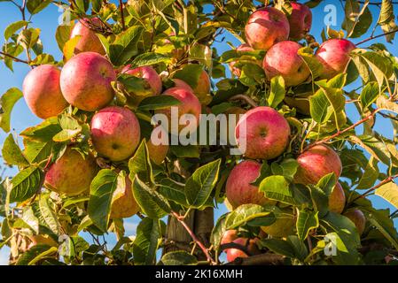 Red ripe apples hanging on tree ready for harvest Stock Photo