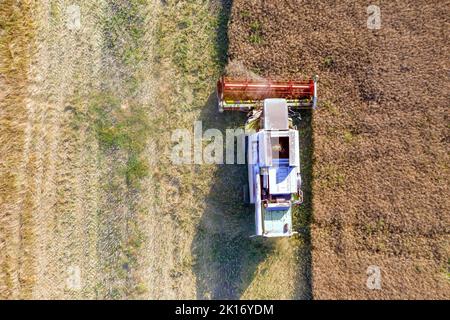 Aerial top view of harvesting field with combine mows wheat.  Harvesting in the fields. Stock Photo