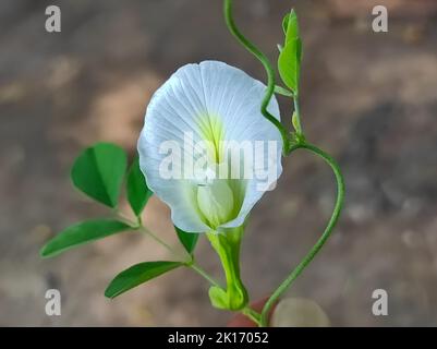 A Aprajita Shankhpushpi Yonipushpa Garni Kalijar Vishnukanta  Clitoria Ternatea White Flower Plant Stock Photo