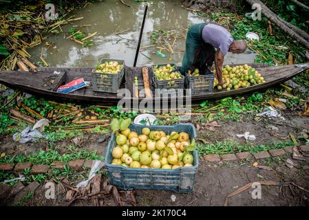 Barishal, Bangladesh. 16th September, 2022. Among some of the most fascinating things in the South region of Bangladesh is the beautiful Floating Guava Market of Swarupkathi of Pirojpur in Barishal Division. The guava was a culinary hit with the locality and its fame gradually spread across the country. Today guava is cultivated in five unions of Swarupkathi across 640 hectares of land. For more than 100 years, the local farmers have been experiencing the ups and downs of life along with the ebb and flow of the river. Many farmers and wholesalers gather here every day. Stock Photo