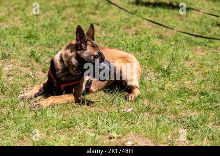 Belgian Shepherd, Malinois, in a muzzle, in a meadow. High quality photo Stock Photo