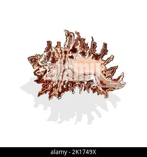 Sea shells brown and white vector Stock Vector