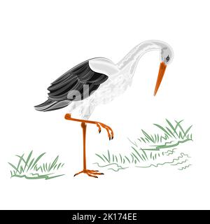 White Stork vector illustration Stock Vector