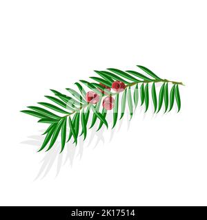 Yew sprigs with red berries isolated on white background Stock Vector