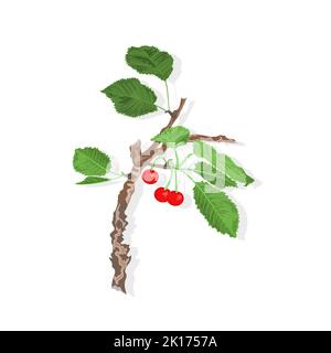 Old cherry branch  with leaves and berries healthy eating vector illustration Stock Vector