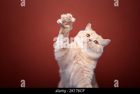 playful ginger british shorthair cat raising paw on red background with copy space Stock Photo