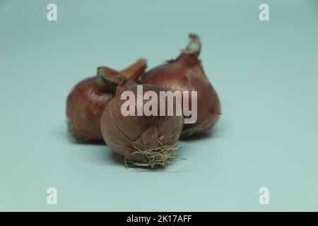 Three bulbs of brown onion isolated on white background Stock Photo