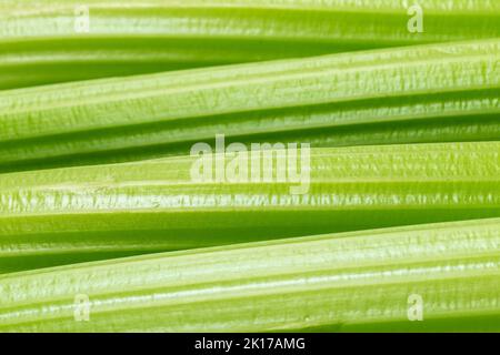 close up of celery stalks Stock Photo