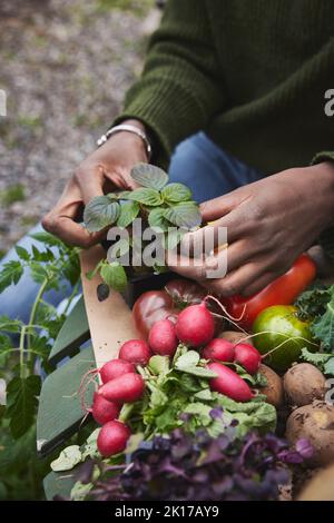 High angle view of hands holding herbs Stock Photo