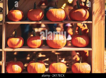 Nice and colorful pumpkin on wooden shelves Stock Photo