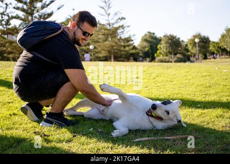 A White Swiss Shepherd mixed with an English pointer lying on the grass playing with a Caucasian male Stock Photo