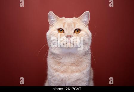 ginger british shorthair cat looking at camera portrait on red background Stock Photo