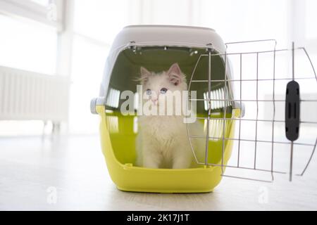 Ragdol kitten in cat carrier Stock Photo