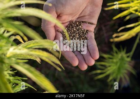Man pouring hemp seeds, from hand to hand, on the field, among green industrial cannabis plants, close-up shot. Stock Photo