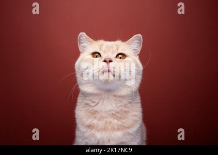 naughty ginger british shorthair cat portrait on red background sticking out tongue making funny face Stock Photo