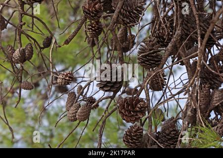 Old dry cones on a pine tree. Stock Photo
