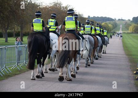 Windsor, Berkshire, UK. 16th September, 2022. Mounted Police from a number of units across the UK including Thames Valley Police were out on patrol on the Long Walk in Windsor today. A huge security operation is underway ahead of Her Majesty the Queen's State Funeral on Monday. Her Majesty's coffin will return to Windsor along the Long Walk on Monday where, following a committal service, she then will be laid to rest in the King George VI Memorial Chapel, St George's Chapel at Windsor Castle at a private ceremony attended by the Royal family. Credit: Maureen McLean/Alamy Live News Stock Photo