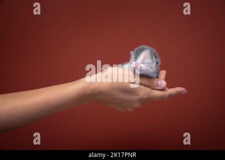 female hand holding newborn kitten on red background with copy space Stock Photo