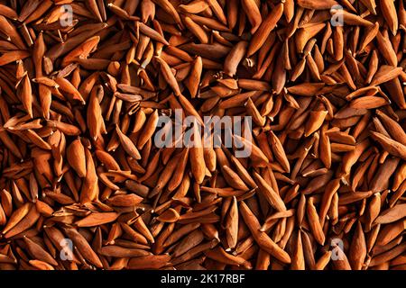 A top view of stack of brown pili nuts - food background Stock Photo