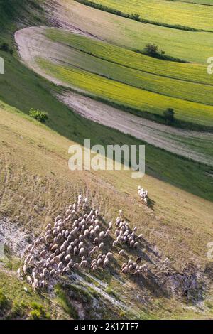 sheep crossing the field in Castelluccio di Norcia Stock Photo