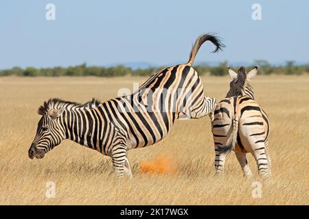 Two plains zebra stallions (Equus burchelli) fighting and kicking, Etosha National Park, Namibia